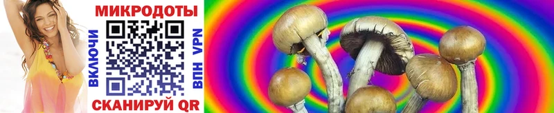 Псилоцибиновые грибы Cubensis  Багратионовск 